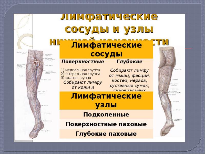 Лимфоузлы на ногах где. Лимфатические сосуды и лимфатические узлы нижней конечности. Основные группы лимфатических узлов нижней конечности. Регионарные лимфатические узлы нижней конечности. Глубокие лимфатические сосуды нижней конечности.