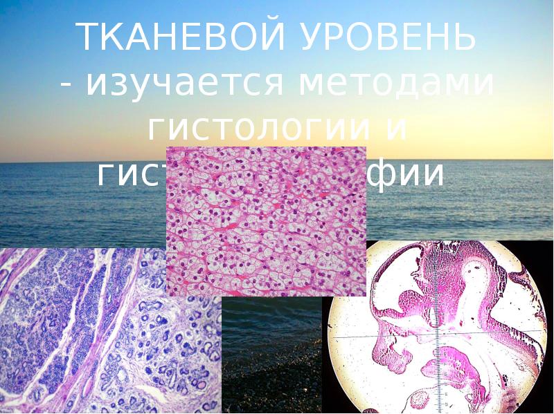 Гистология какой уровень организации живых. Тканевый уровень. тканевый уровень человека. тканевый уровень методы. метод гистологии.