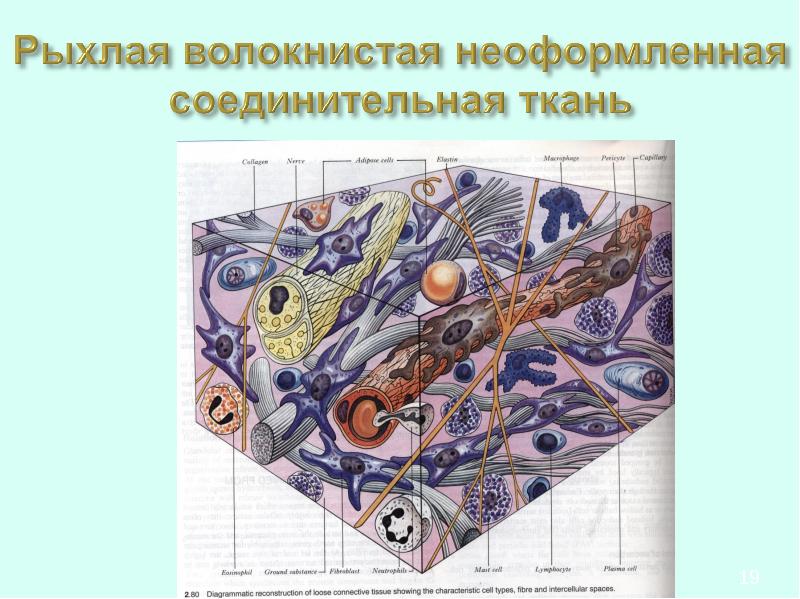 Рыхлая соединительная. Рыхлая соединительная ткань. Рыхлая соединительная ткань состоит из. Строение рыхлой соединительной ткани животных. Клетки рыхлой соединительной ткани.