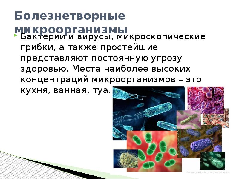 Болезнетворные микроорганизмы в носовой полости уничтожаются