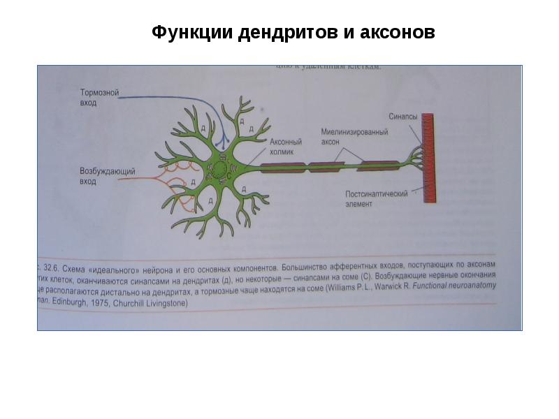 Какую функцию выполняет дендрит нейрона. Функции дендритов и аксонов. строение нейрона и функции аксона и дендрита. функции аксона и дендрита. строение и функции аксона и дендрита.