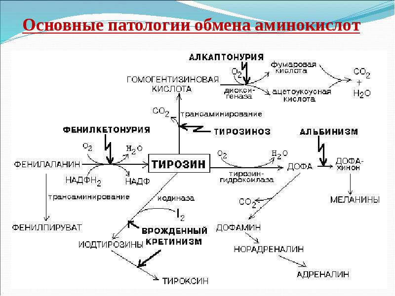 Общая схема источников и путей утилизации аминокислот в тканях