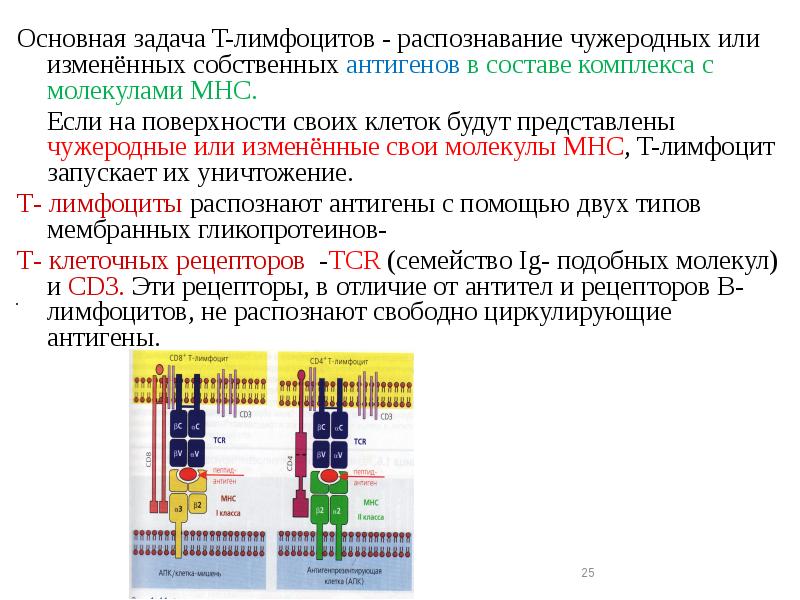 Презентация антигена лимфоцитам