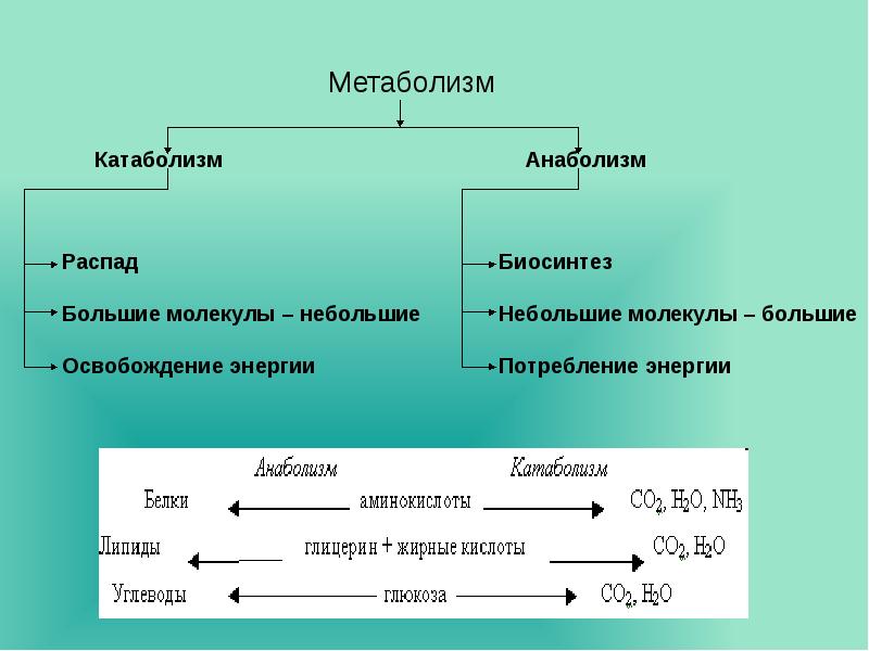 Метаболизм түрлері презентация