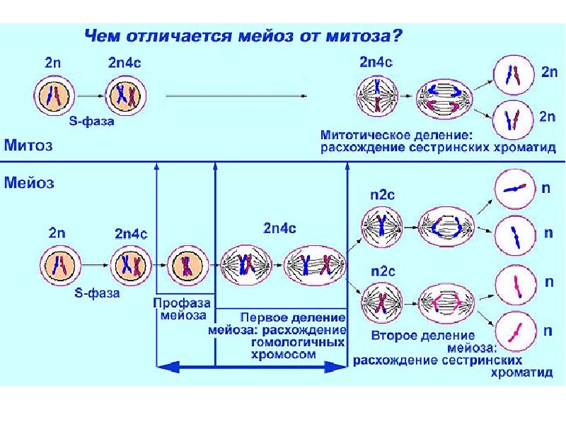 Образование половых клеток презентация 10 класс