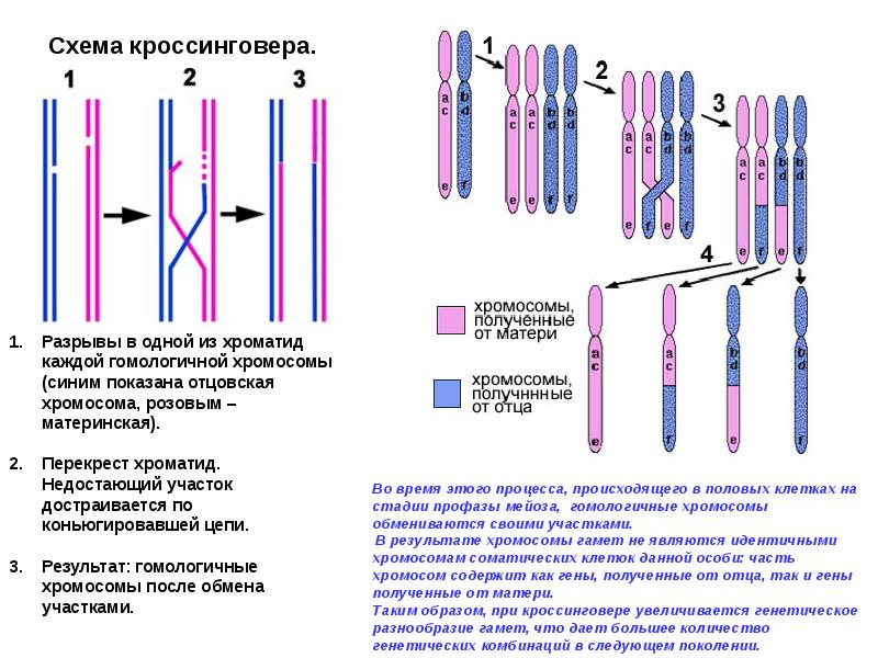 Гомологичные хромосомы хроматиды. Хроматиды хромосомы гомологичные хромосомы. Гены в гомологичных хромосомах. Материнские и отцовские хромосомы. Гомологичные хромосомы в половых клетках.