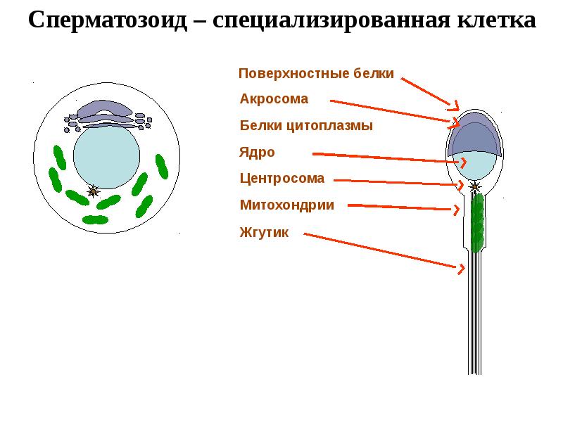 Половые клетки презентация