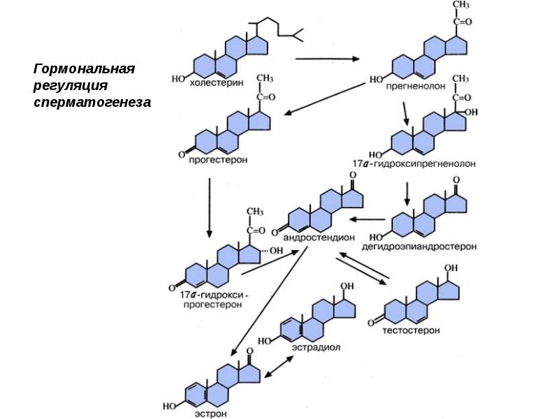 Первичный полом. Гормональная регуляция сперматогенеза. Гормоны регулирующие сперматогенез. Какой гормон регулирует сперматогенез.