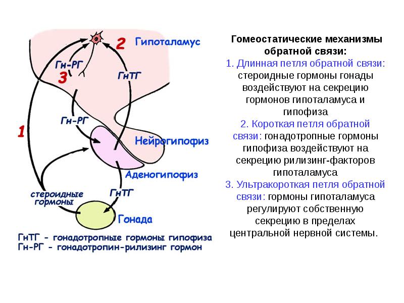 Принцип обратной связи гормонов гипофиза. Длинная и короткая петля отрицательной обратной связи кортизола. Схема отрицательной обратной связи гормонов. Короткая петля обратной связи гормонов. Петля отрицательной обратной связи.