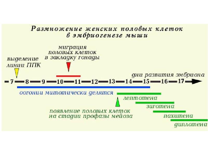 Первичный полом. Первичные половые клетки. Первичная половая клетка. Источник развития первичных половых клеток. Гипотезы происхождения половых клеток.