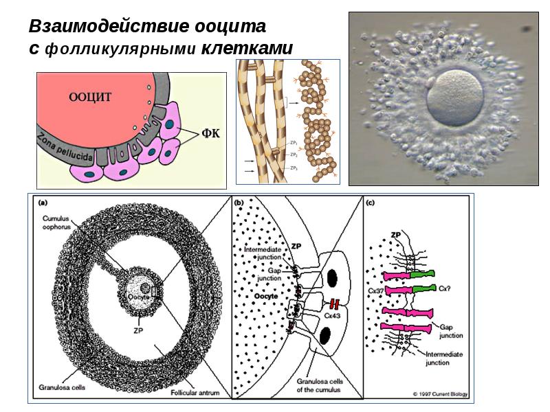 Половые клетки презентация 10 класс