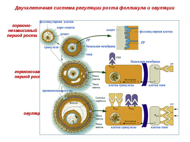 Половые клетки презентация