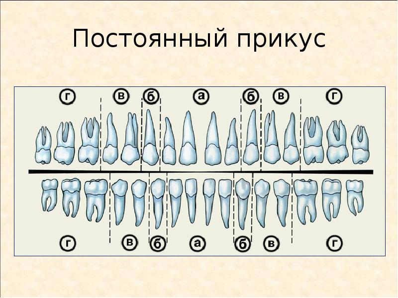 Зубная формула фото