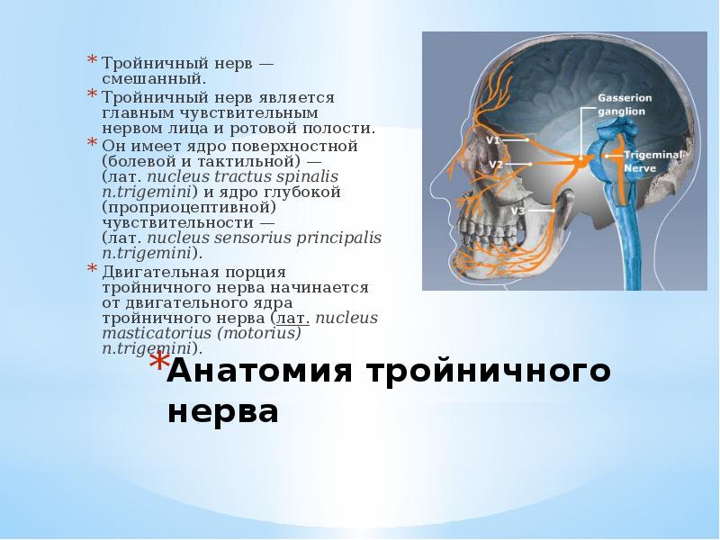 Тройничного нерва 9 букв. Тройничный мозговой нерв. Структурные элементы тройничного нерва. Невралгия тройничного нерва анатомия. Тройничный нерв анатомия функции.