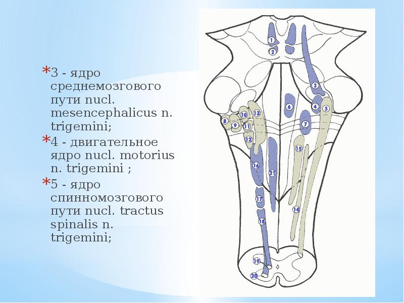 3 - ядро среднемозгового пути nucl. mesencephalicus n. trigemini;
3 - ядро среднемозгового пути nucl. mesencephalicus n. trigemini;
4 - двигательное ядро nucl. motorius n. trigemini ;
5 - ядро спинномозгового пути nucl. tractus spinalis n. trigemini;
Тройничный нерв анатомия презентация
