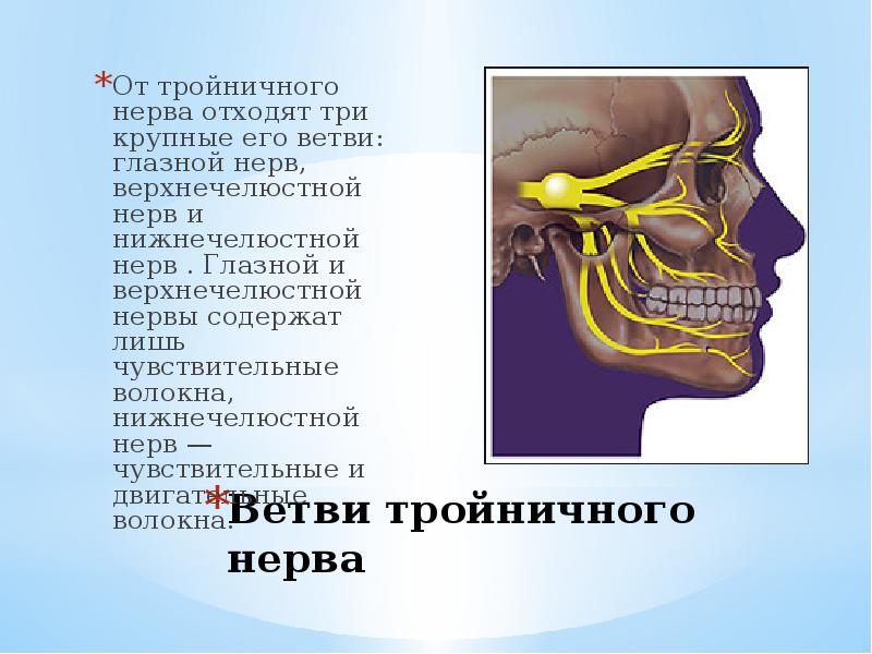 Ветви тройничного нерва
От тройничного нерва отходят три крупные его ветви: глазной нерв, верхнечелюстной нерв и нижнечелюстной нерв . Глазной и верхнечелюстной нервы содержат лишь чувствительные волокна, нижнечелюстной нерв — чувствительные и двигательные волокна.
Тройничный нерв анатомия презентация