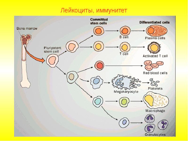 Развитие клеток крови презентация