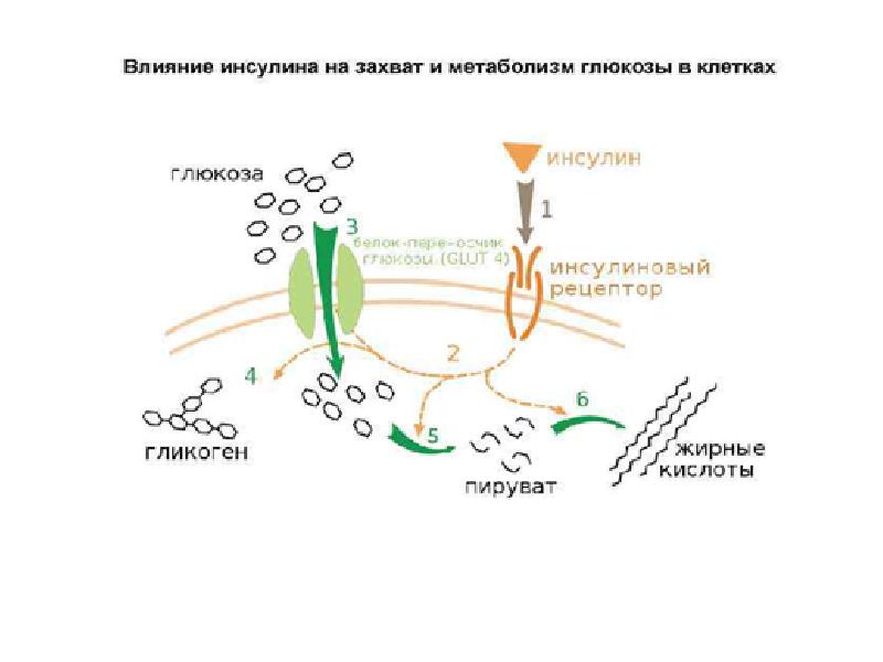 Пептидные и белковые гормоны презентация