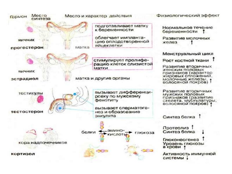 Белковый гормон человека