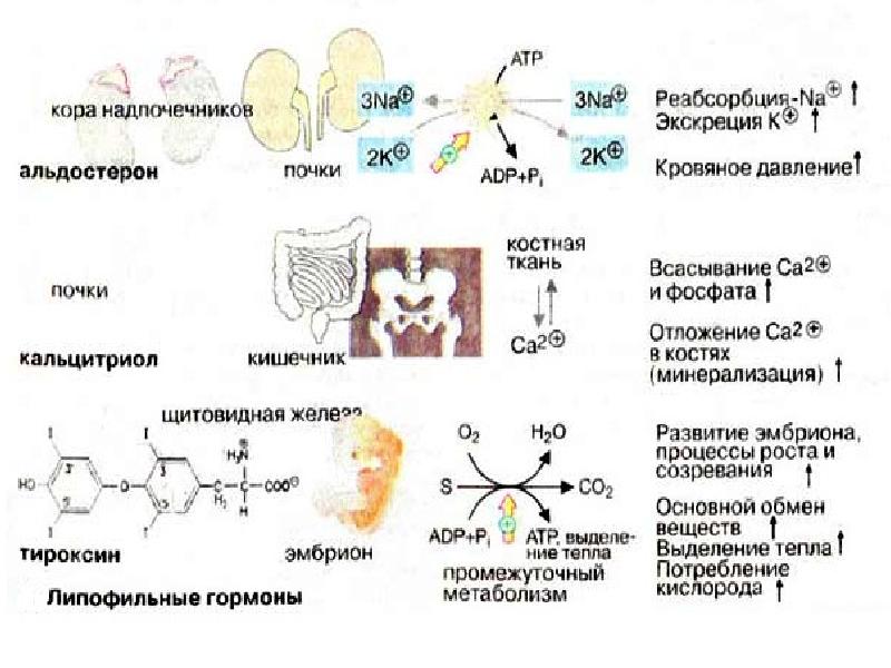 Белковый гормон человека