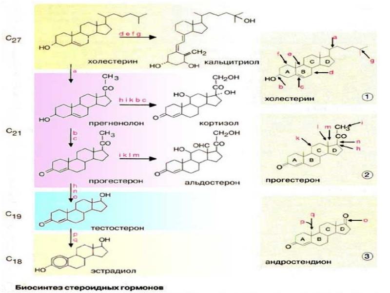 Стероидогенез. Схема синтеза стероидных гормонов. Стероидогенез схема с ферментами. Стероидогенез половых гормонов. Синтез стероидных гормонов.