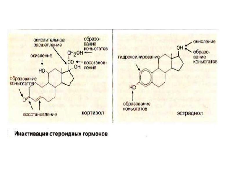 Гормондар биохимиясы презентация