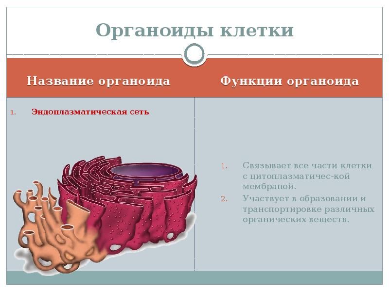 Фотографии органоидов клетки