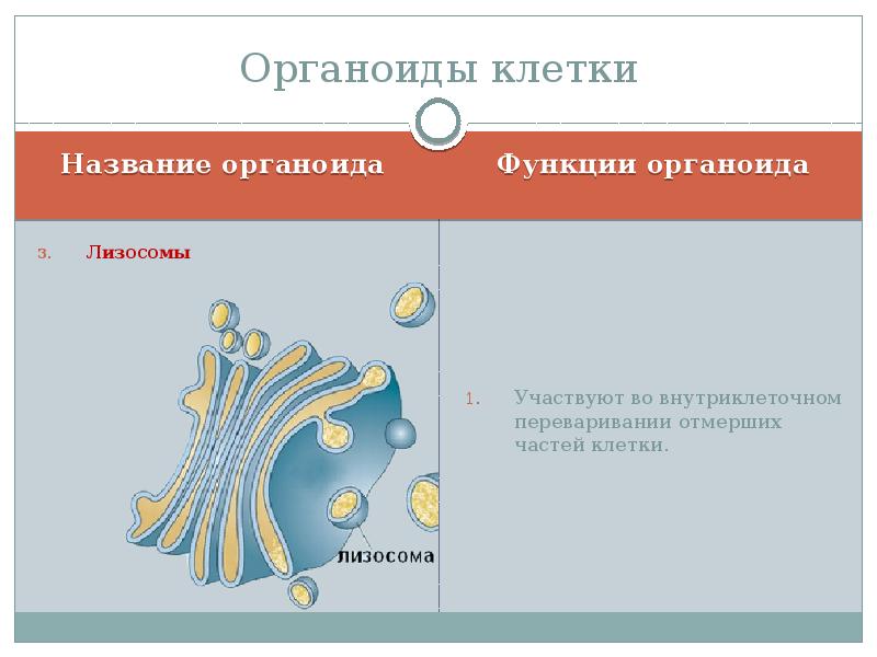 Клеткой называют. Накопление веществ органоид. Схема основных органоидов клеток. Органоиды это. Органоиды клетки органоид.