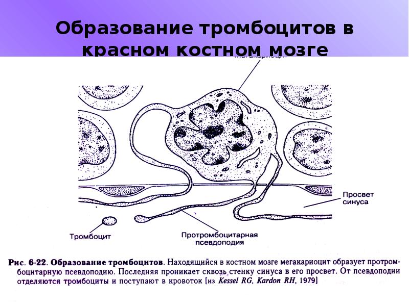 Типы тромбоцитов. Тромбоциты красный костный мозг. Функции костного мозга в иммунной системе. Стволовые клетки костного мозга. Схема образования тромбоцитов.