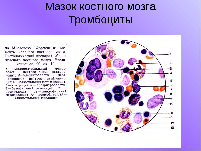 Мазок красного костного мозга рисунок