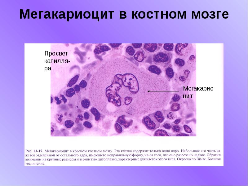 Кровь и лимфа гистология презентация