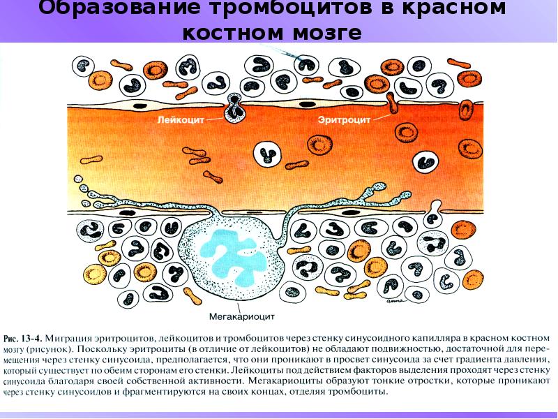 Схема образования тромбоцитов