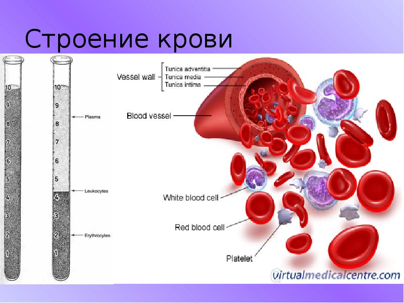 Строение крови. Кровь человека анатомия. Структура крови. Кровь соединительная ткань. Как отличить кровь