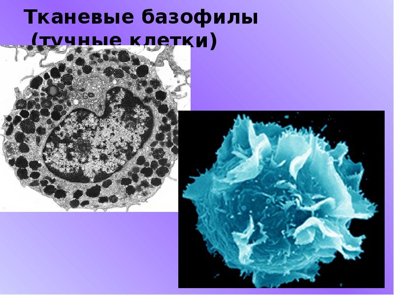 Тучные клетки фото под микроскопом