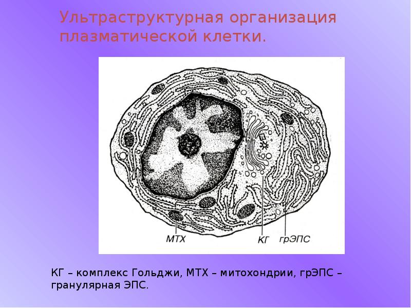 Организация клетки. Ультраструктурная организация клетки. Гранулярная клетка. Ультраструктурная организация митохондрий. Ультраструктурная организация ядра клетки.