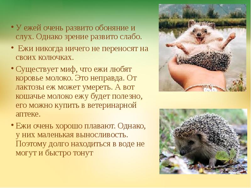 какое чувство развито у ежей хуже других. какое чувство развито у ежей хуже других. рсссказпро ёжика для детей. ежи презентация. план 3 класса про ежа.