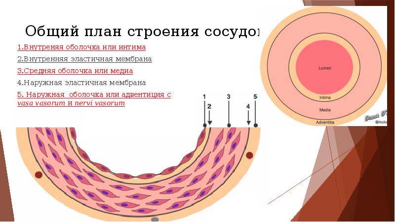 Масла общий план строения.