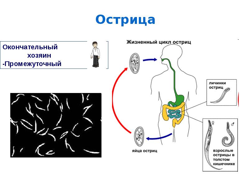 Рассмотрите рисунок на котором представлен цикл развития острицы и ответьте на вопросы