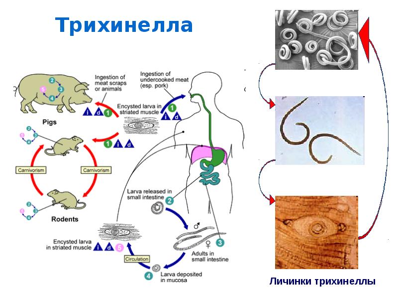 Схема жизненный цикл угрицы кишечной