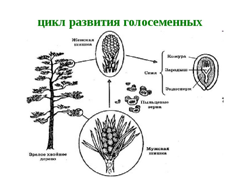 Какие жизненные формы свойственны голосеменным растениям. Жизненный цикл голосеменных схема. Схема расположения плодолистиков голосеменных растений. Строение микроспоры голосеменных. Цикл развития голосеменных растений.