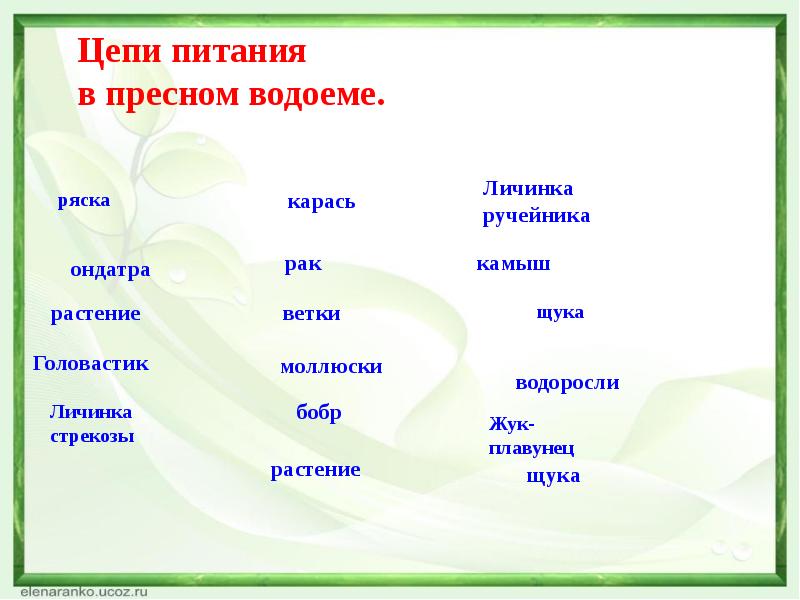 Пищевая цепь питания озера. Пищевая цепочка пресного водоема. Цепочка питания пресноводных водоемов. Схема цепи питания пресноводного водоема. Пищевая цепь пресного водоема.