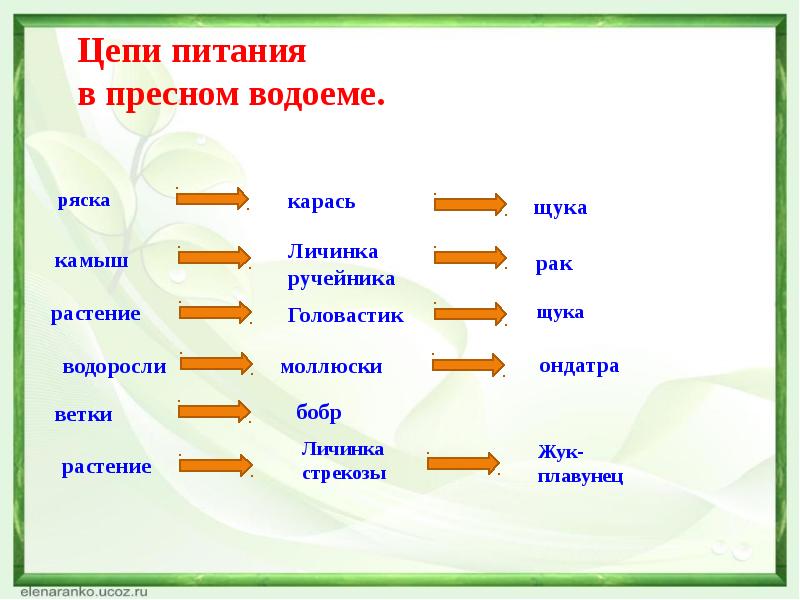 Схема питания пресноводного сообщества