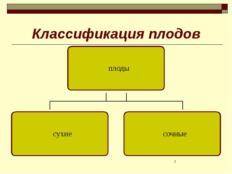 Классификация плодов