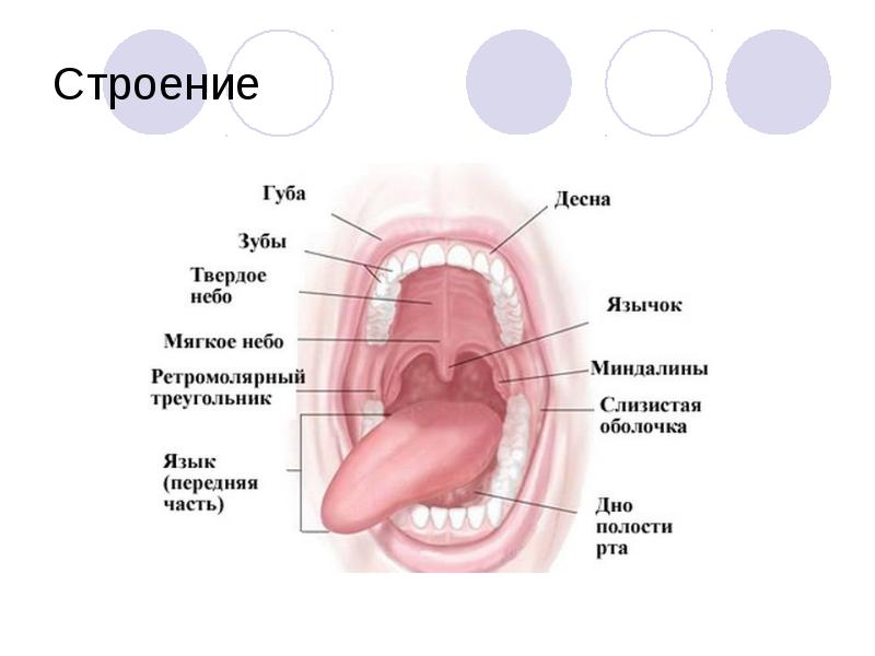 Полость рта язык зубы. Анатомия полости рта медунивер. Строение ротовой полости. Слизистая рта строение.