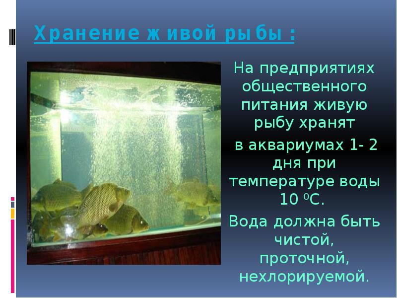 Рассчитайте давление в аквариуме на рыбку
