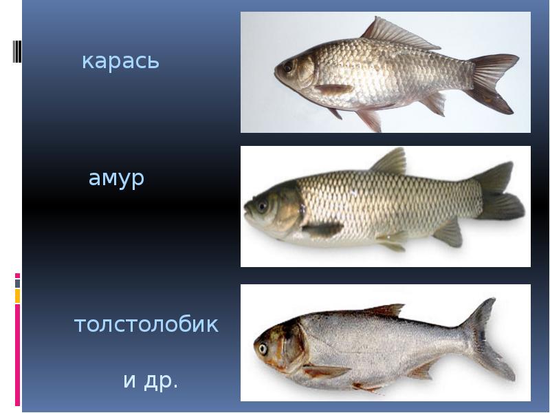 Рыба амур и толстолобик. Карп толстолобик белый Амур. Сазан Карп белый Амур толстолобик. Рыбы белый Амур и толстолобик. Толстолобик и Амур.