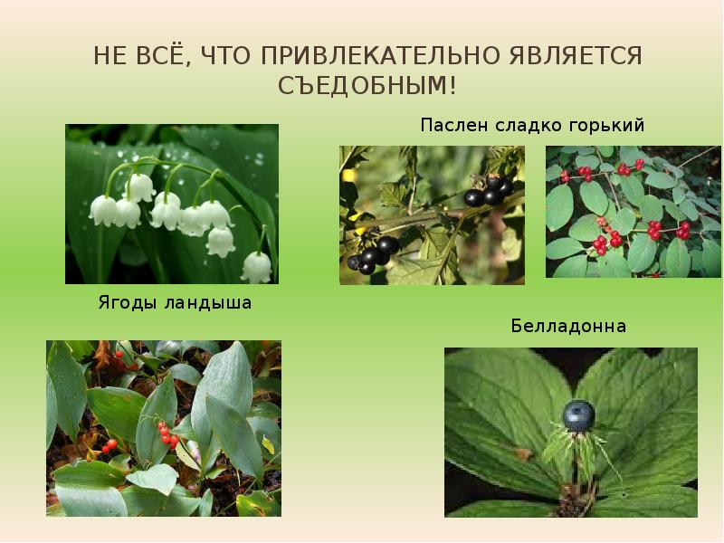 Лесные ягоды съедобные и несъедобные. Является съедобным. Грибы съедобные и несъедобные с названиями и описанием. Является съедобным. Пищевой механизмы передачи возбудителя.