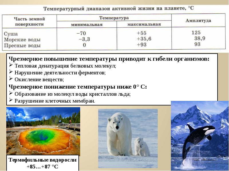 Презентация на тему приспособленность организмов к действию факторов среды