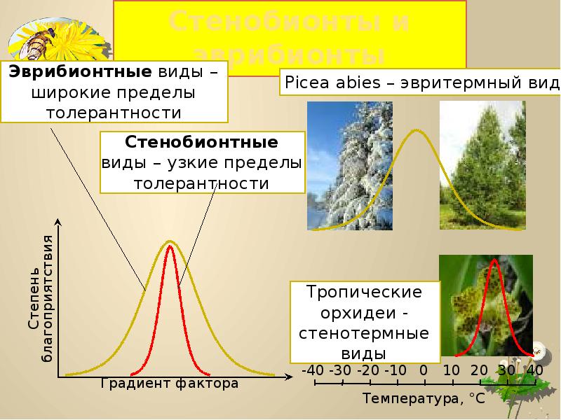 Стенобионты это