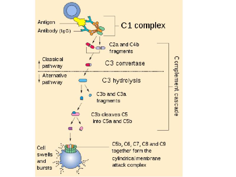 Система комплемента иммунология презентация